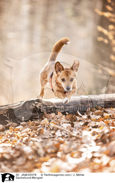 Dackel-Mischling / Dachshund-Mongrel / JAM-05578