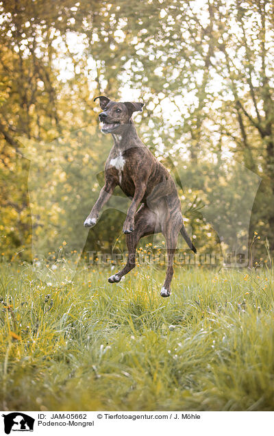 Podenco-Mischling / Podenco-Mongrel / JAM-05662