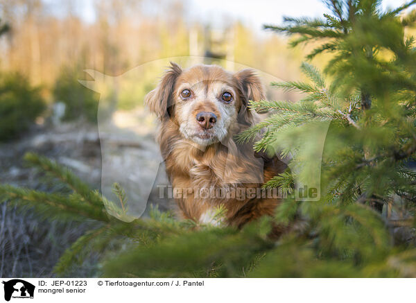 Mischling Senior / mongrel senior / JEP-01223