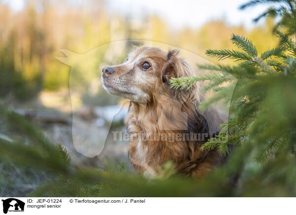 Mischling Senior / mongrel senior / JEP-01224