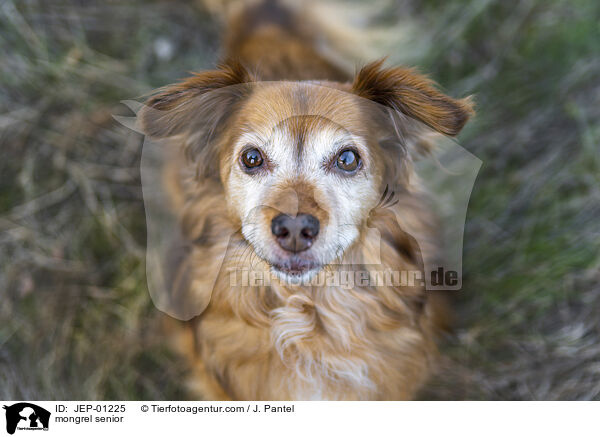 Mischling Senior / mongrel senior / JEP-01225