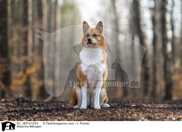 Akita-Inu-Mischling / Akita-Inu-Mongrel / JEP-01253