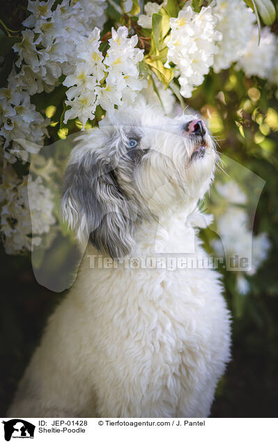 Sheltie-Pudel / Sheltie-Poodle / JEP-01428