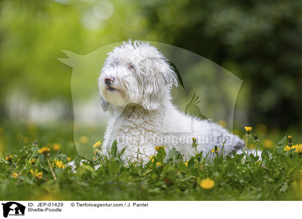 Sheltie-Pudel / Sheltie-Poodle / JEP-01429