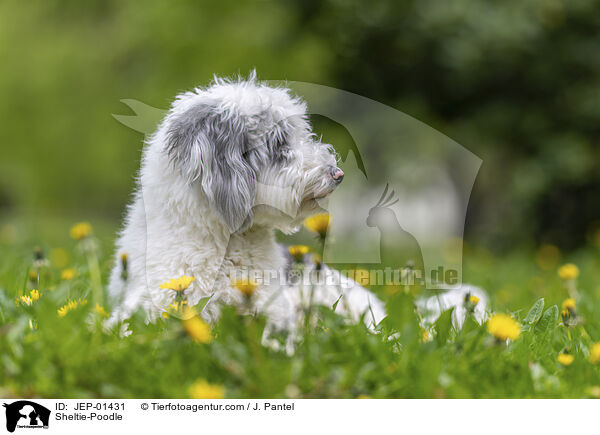 Sheltie-Pudel / Sheltie-Poodle / JEP-01431