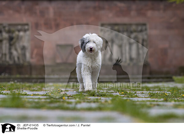 Sheltie-Pudel / Sheltie-Poodle / JEP-01435