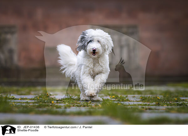 Sheltie-Pudel / Sheltie-Poodle / JEP-01436