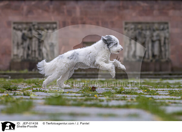 Sheltie-Pudel / Sheltie-Poodle / JEP-01438