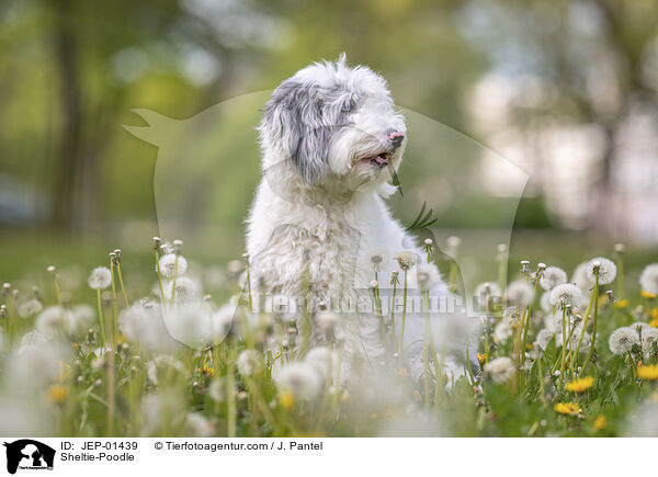 Sheltie-Pudel / Sheltie-Poodle / JEP-01439