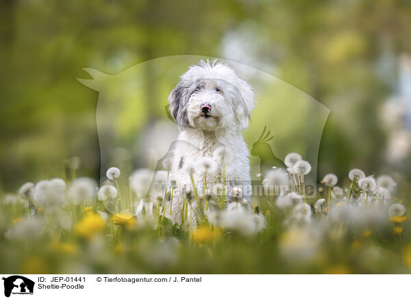Sheltie-Pudel / Sheltie-Poodle / JEP-01441
