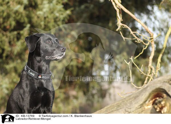 Labrador-Retriever-Mischling / Labrador-Retriever-Mongel / KB-13769