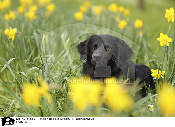 Mischling / mongrel / KB-14568