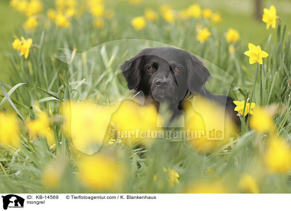 Mischling / mongrel / KB-14569