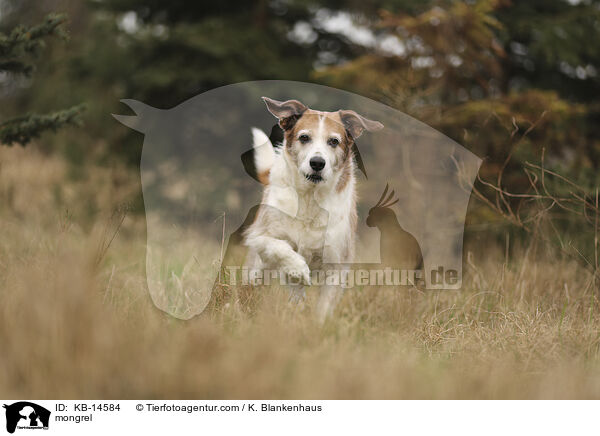 Mischling / mongrel / KB-14584