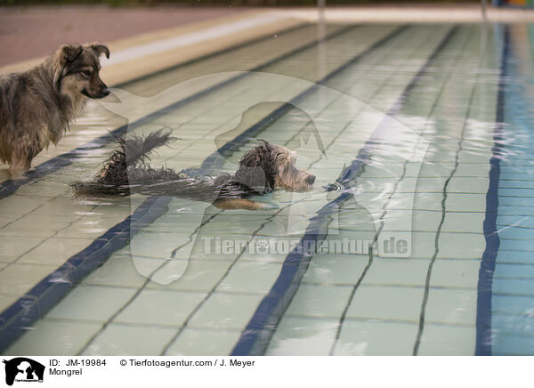 Mischling / Mongrel / JM-19984