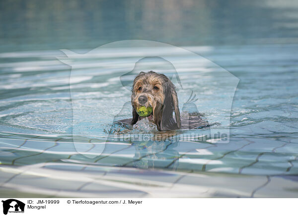 Mischling / Mongrel / JM-19999