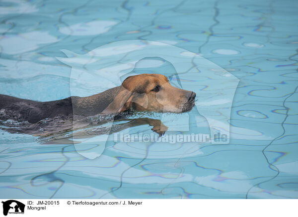 Mischling / Mongrel / JM-20015