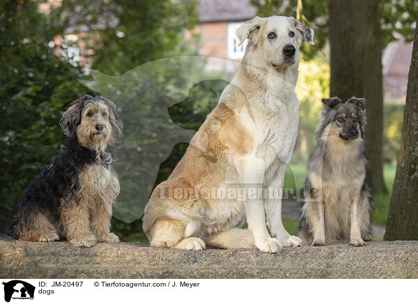 Hunde / dogs / JM-20497