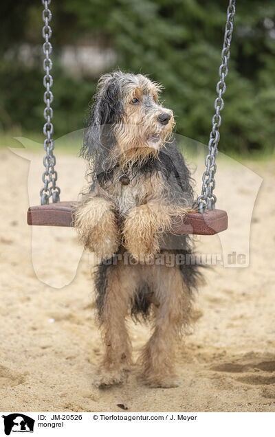 Mischling / mongrel / JM-20526