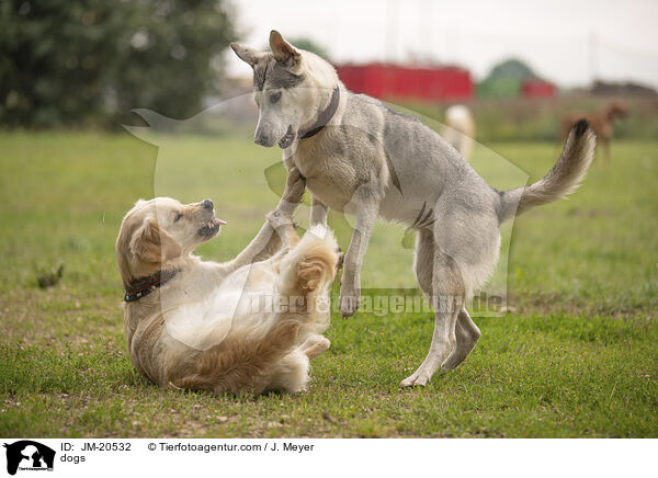 Hunde / dogs / JM-20532