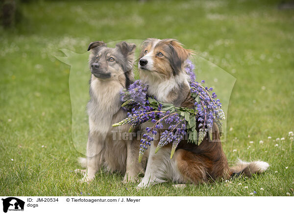 Hunde / dogs / JM-20534