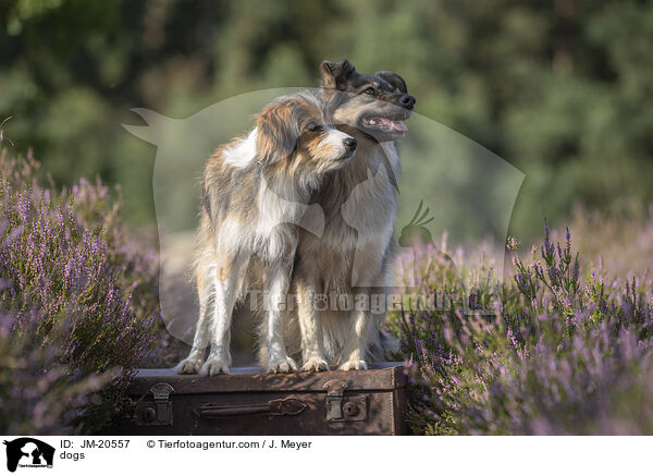 Hunde / dogs / JM-20557