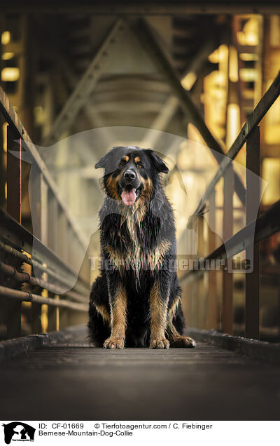 Berner-Sennenhund-Collie / Bernese-Mountain-Dog-Collie / CF-01669