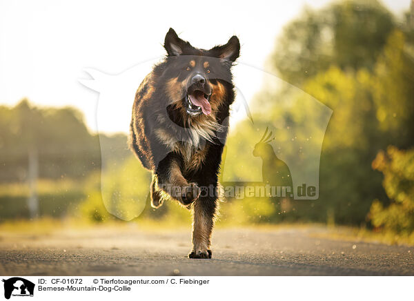 Berner-Sennenhund-Collie / Bernese-Mountain-Dog-Collie / CF-01672
