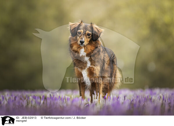 Mischling / mongrel / JEB-02913