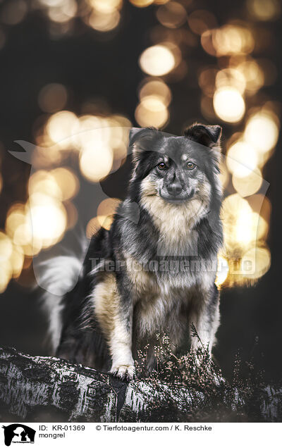Mischling / mongrel / KR-01369
