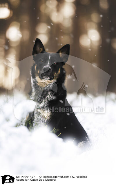 Australian-Cattle-Dog-Mischling / Australian-Cattle-Dog-Mongrel / KR-01427
