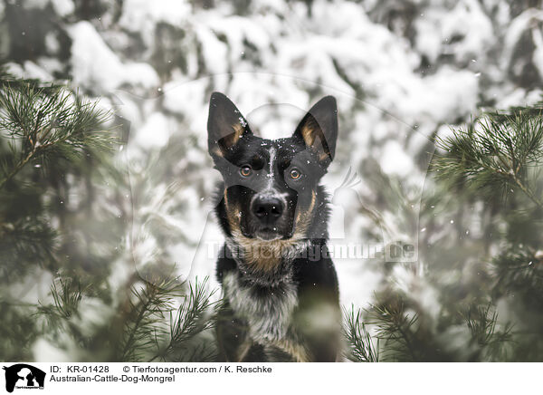 Australian-Cattle-Dog-Mischling / Australian-Cattle-Dog-Mongrel / KR-01428