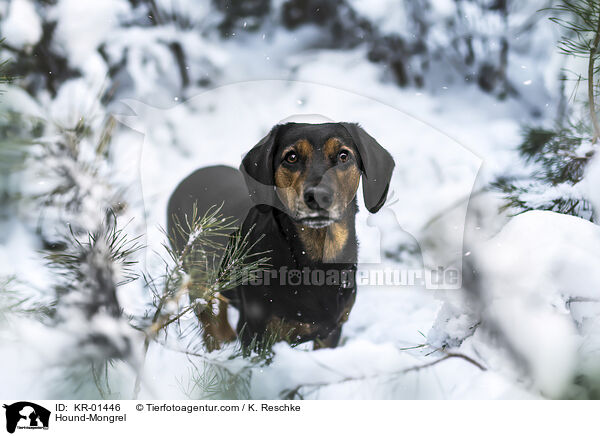 Bracke-Mischling / Hound-Mongrel / KR-01446