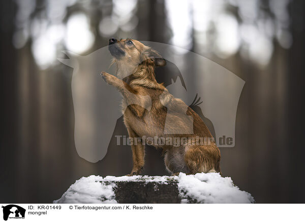 Mischling / mongrel / KR-01449