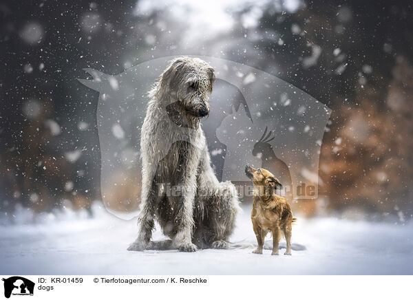 Hunde / dogs / KR-01459