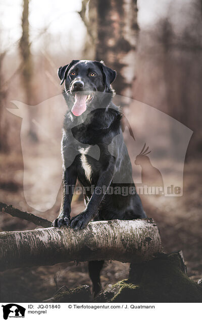 Mischling / mongrel / JQ-01840
