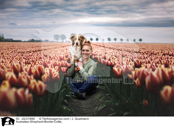Australian-Shepherd-Border-Collie / Australian-Shepherd-Border-Collie, / JQ-01888