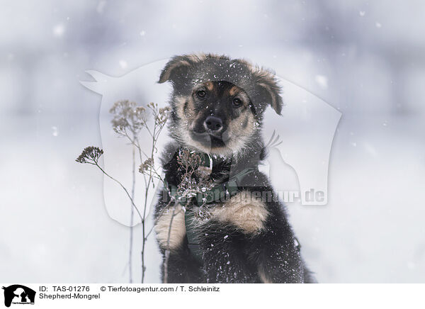 Shepherd-Mongrel / TAS-01276