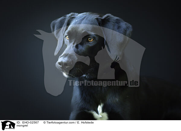 Mischling / mongrel / EHO-02567