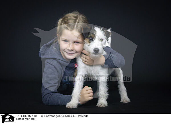 Terrier-Mischling / Terrier-Mongrel / EHO-02640