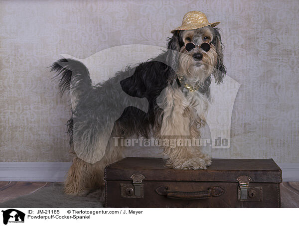 Powderpuff-Cocker-Spaniel / Powderpuff-Cocker-Spaniel / JM-21185