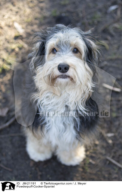 Powderpuff-Cocker-Spaniel / Powderpuff-Cocker-Spaniel / JM-21191