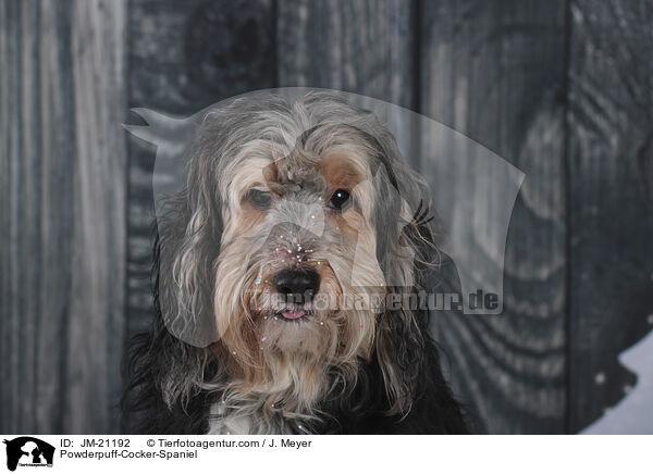 Powderpuff-Cocker-Spaniel / Powderpuff-Cocker-Spaniel / JM-21192