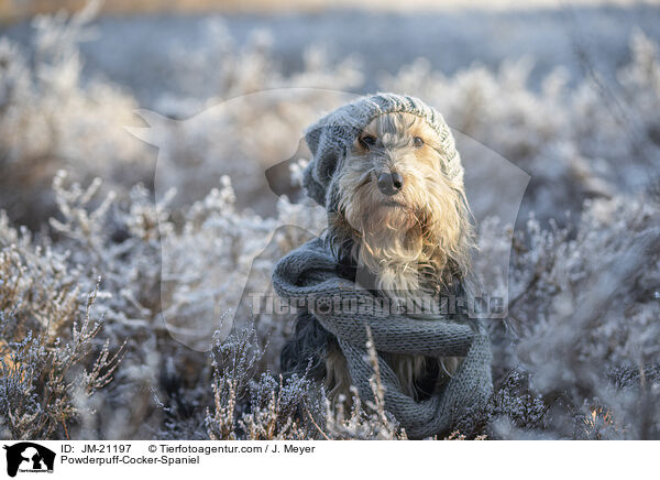 Powderpuff-Cocker-Spaniel / Powderpuff-Cocker-Spaniel / JM-21197