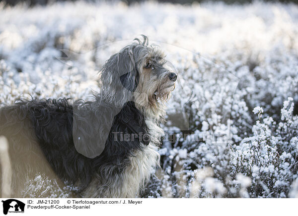Powderpuff-Cocker-Spaniel / Powderpuff-Cocker-Spaniel / JM-21200