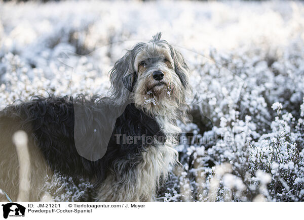 Powderpuff-Cocker-Spaniel / Powderpuff-Cocker-Spaniel / JM-21201