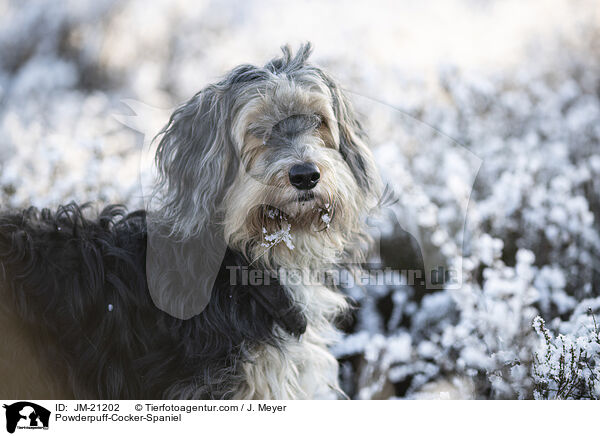 Powderpuff-Cocker-Spaniel / Powderpuff-Cocker-Spaniel / JM-21202