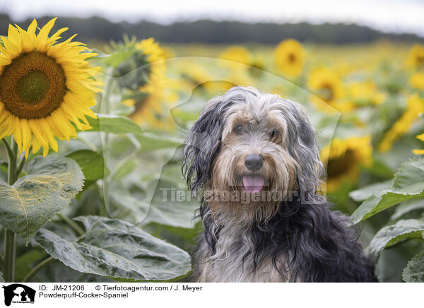 Powderpuff-Cocker-Spaniel / Powderpuff-Cocker-Spaniel / JM-21206