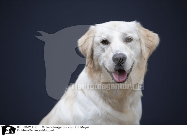 Golden-Retriever-Mischling / Golden-Retriever-Mongrel / JM-21486