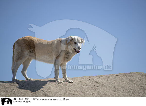 Mastin-Mischling / Mastin-Mongrel / JM-21495